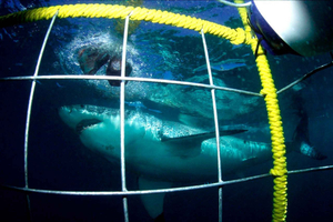 Shark Cage Diving Tour (with Breakfast & Lunch)