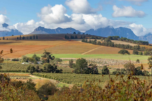 Stellenbosch: tour en bicicleta por los viñedos del valle de Devon