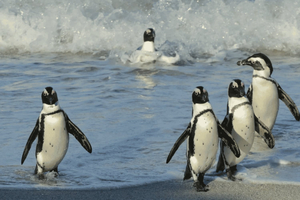 Table Mountain, Cape Point & Penguin Beach ENTRANCE INCLUDED