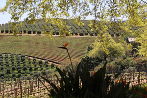 Table Mountain & Constantia Wine Estate Private Combo Tour