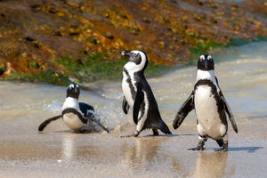 Kapstadt: Tafelberg, Pinguine & Cape Point: Gruppentour