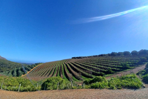 UNCORK THE CAPE : Stellenbosch Halfday wine tour