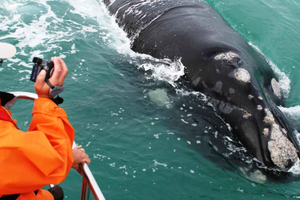 Whale Route Full Day Tour