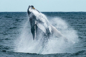 Whale Watching in Hermanus Shared Tour