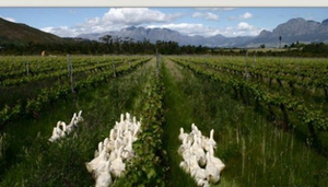 Avondale Wines