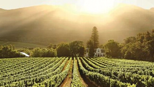 Buitenverwachting Wine Estate