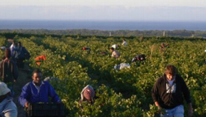 De Trafford Winery