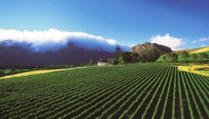Mont Rochelle Mountain Vineyards