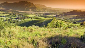 Rustenberg Wines