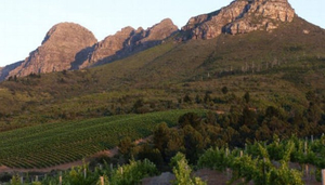 Spier Wine Estate