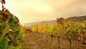 Steenberg Vineyards