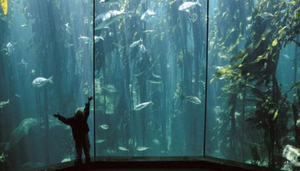 Two Oceans Aquarium