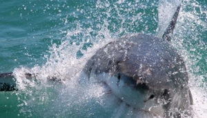 White Shark Projects