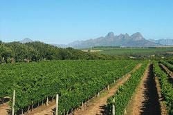 Stellenbosch