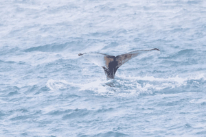 Boa Viata - Small-Group Whale Watching Tour
