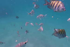 Boa Vista: Ilhéu de Sal Rei: Guidet snorkeltur
