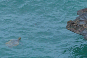 Boa Vista: Shark, Turtles, Cave, Sandboarding & Tasting Tour