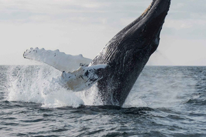 Boa Vista: Whale Watching Trip with Motoryacht
