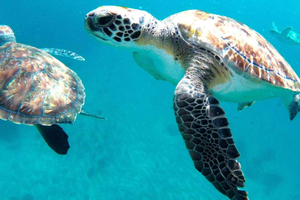 Ontmoet de schildpadden: begeleide snorkeltour in São Pedro