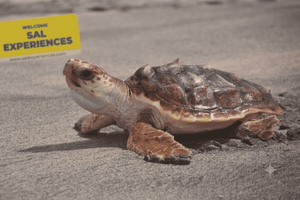 Sal Island: Sea Turtle Watching Eco-Tour with a Native Guide