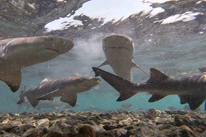 Salin saari: Santa Mariasta käsin: Shark Bay Experience