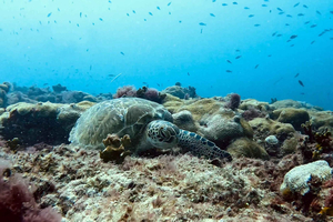 Sal: Snorkeltur med havskildpadder og guide