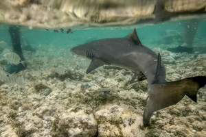 Sal: Shark Bay and Salt Lake Private Tour with Pickup