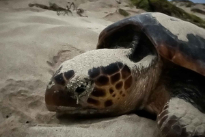 Observatietour van zeeschildpadden op het eiland Sal