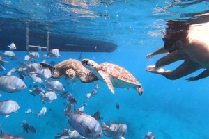 Baignade avec les tortues de mer géantes à São Pedro