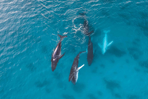 Broome: Sunset Whale Watching Catamaran Cruise