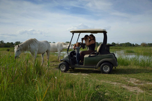 Camargue: Oplev heste og vilde fugle i en elektrisk golfbil