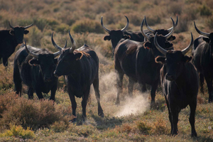 Camargue z wyjazdem z Saintes-Maries-de-la-Mer: safari + stado – 4 godz.