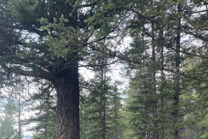 Canmore: Forest Therapy Session at Cougar Creek