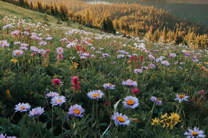Canmore: Medicinal and Edible Plants, 2-hour Nature Walk