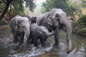 Chiang Mai: Elephant Sanctuary, Monk Trail & Doi Suthep Tour