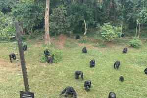 Entebbe: Ngamba Island Chimpanzee Sanctuary Tour