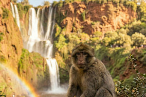 Da Marrakech: tour guidato alle Cascate di Ouzoud e alle scimmie berberine