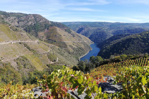 From Santiago: Ribeira Sacra Cruise, Monasteries and Ourense