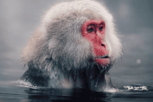 From Tokyo: Snow Monkey & Zenkoji Temple Customizable Tour