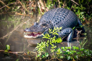 Honey Island Swamp and Bayou Boat Tour with Transportation