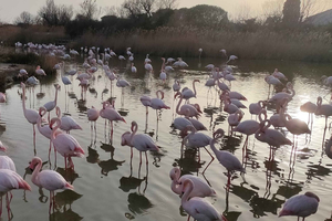 Marsiglia: Escursione guidata di 8 ore nella Camargue