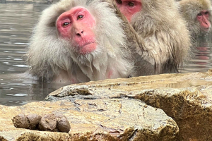 Nagano: Snow Monkeys, Obuse, & Hot Spring Foot Bath Tour