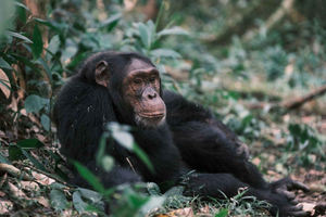 Ngamba Island: schimpanser, Entebbe och Victoria – rundtur