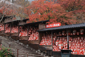 Osaka: Katsuoji Daruma Temple, & Minoh Falls Full-day Tour