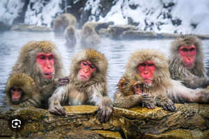 Tokyo: Snow Monkey Park with English speaking guide,10 hours
