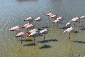 Visita la Camargue e il Faro di Espiguette da Montpellier