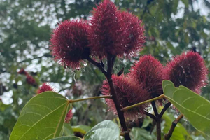 Zanzibar: jozan forest & spice farm Guided Tour