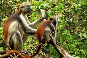 Zanzibar: Foresta di Jozani e Grotta di Salaam + trasferimento e costi di ingresso