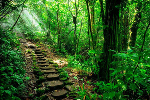 Mombacho Natural Reserve and Canopy Adventure