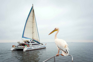 Walvis Bay: Marine Big 5 Luxury Catamaran Tour